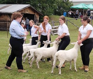 4H sheep judging at the Mablery Fair.